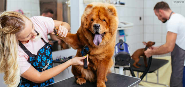 Animal grooming salon with two dogs being groomed Animal grooming salon with two dogs being groomed
