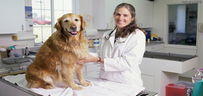 Female veterinarian with a dog