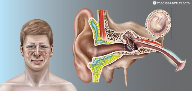 scientific illustrators