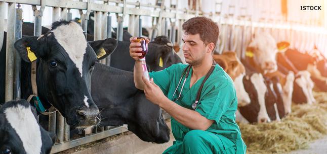 Veterinary surgeon treating dairy cattle at a farm
