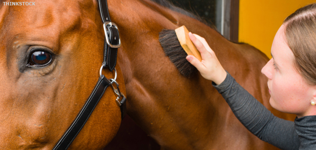 Stablehand or Groom Image Stablehand or Groom Image