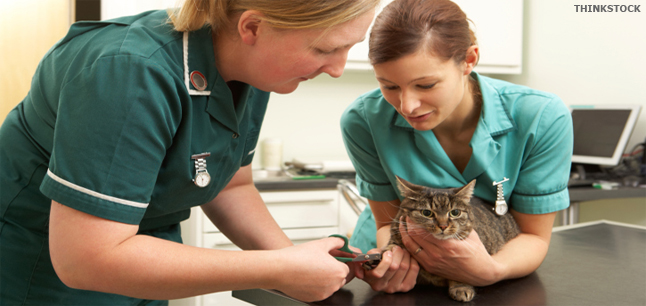 Modern Apprenticeship Image